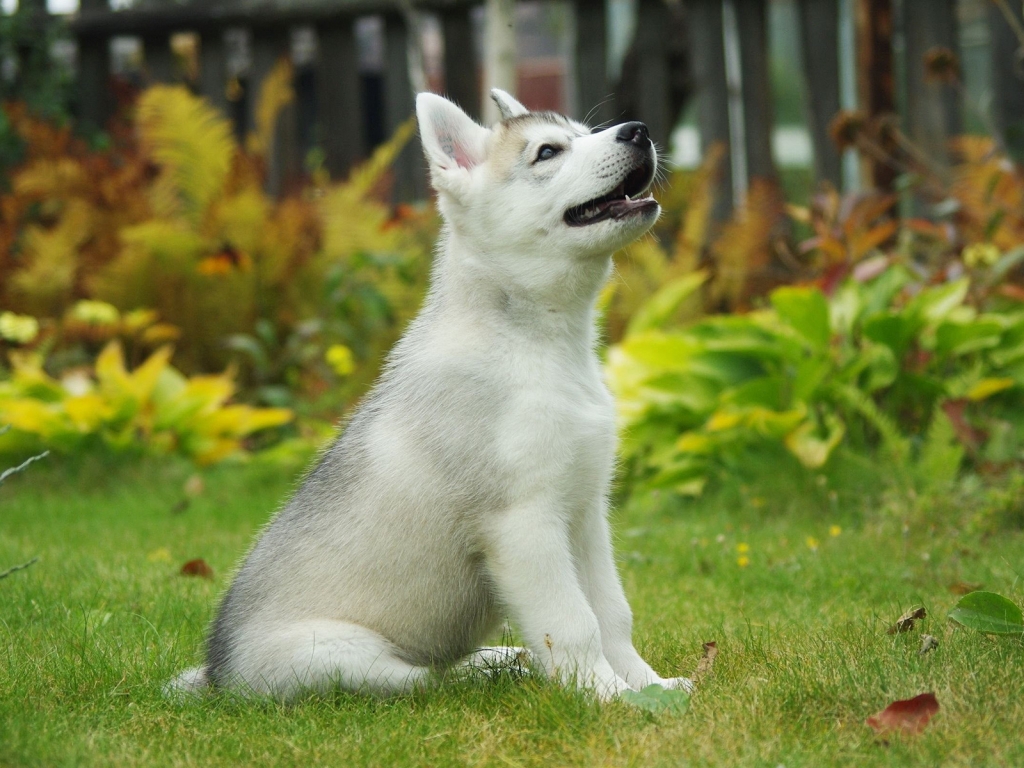 Malamute Puppy for 1024 x 768 resolution
