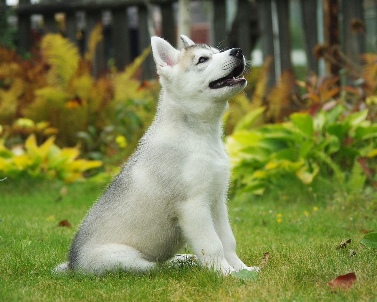 Malamute Puppy for 1280 x 1024 resolution
