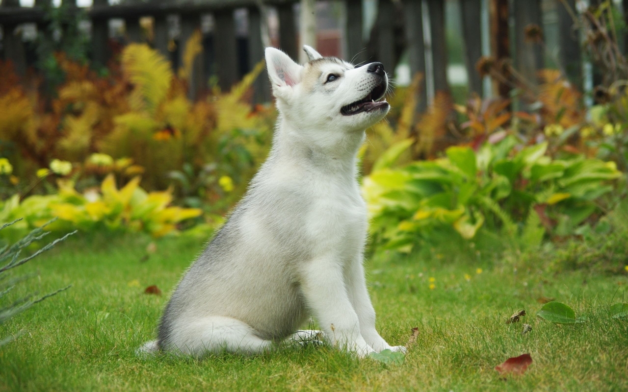 Malamute Puppy for 1280 x 800 widescreen resolution