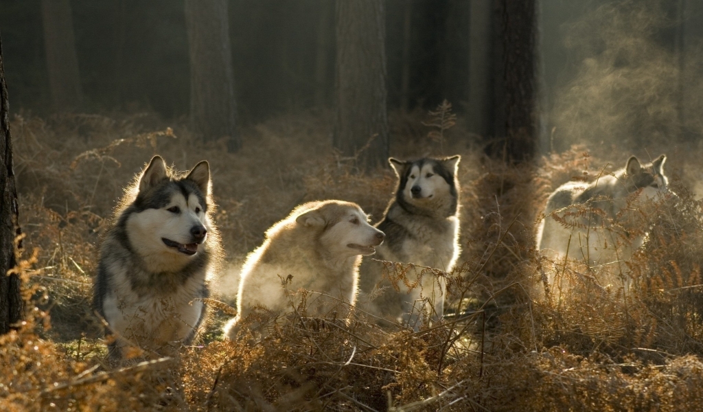 Malamutes Pack for 1024 x 600 widescreen resolution