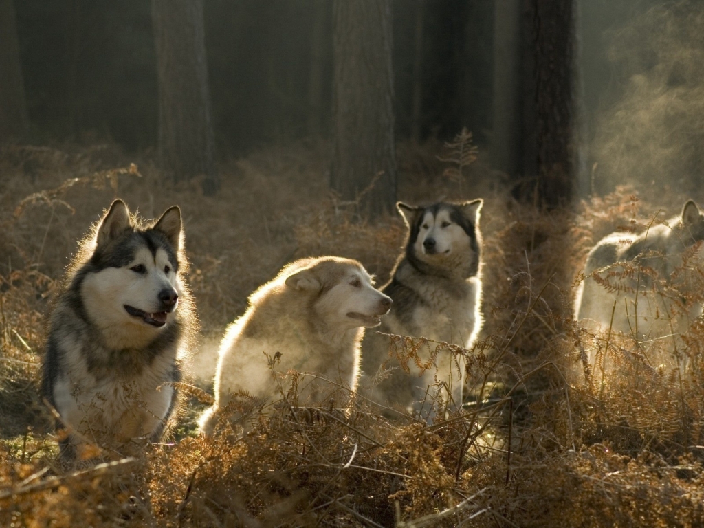 Malamutes Pack for 1024 x 768 resolution