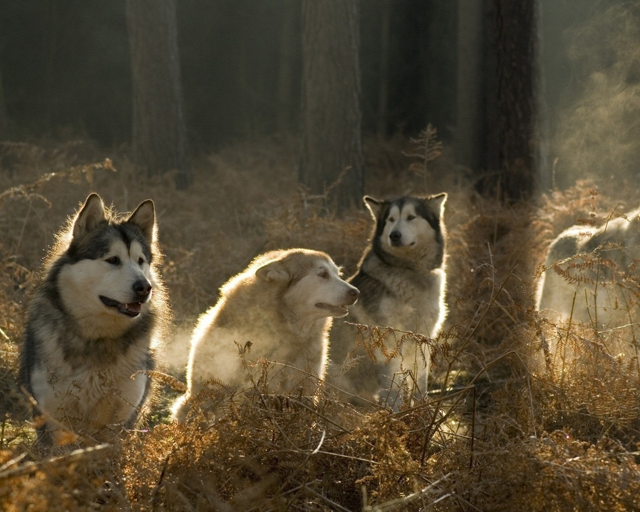 Malamutes Pack for 1280 x 1024 resolution