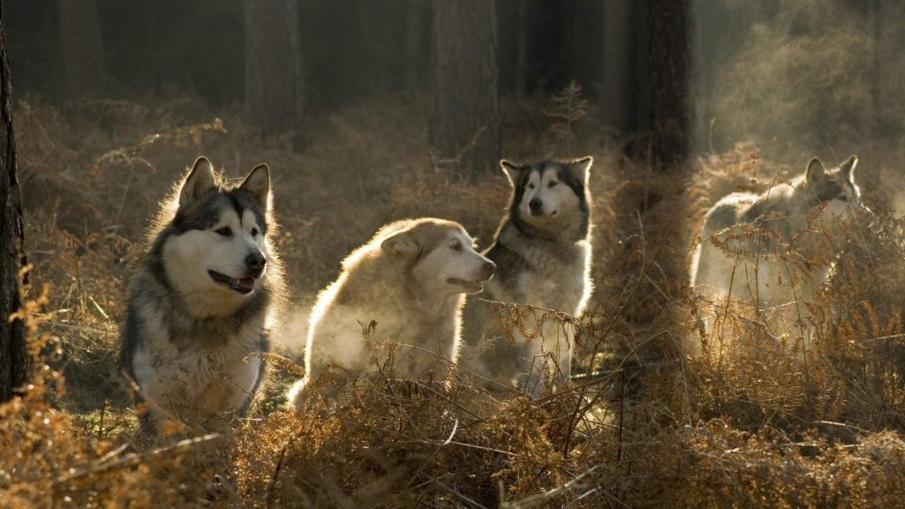 Malamutes Pack for 1280 x 720 HDTV 720p resolution