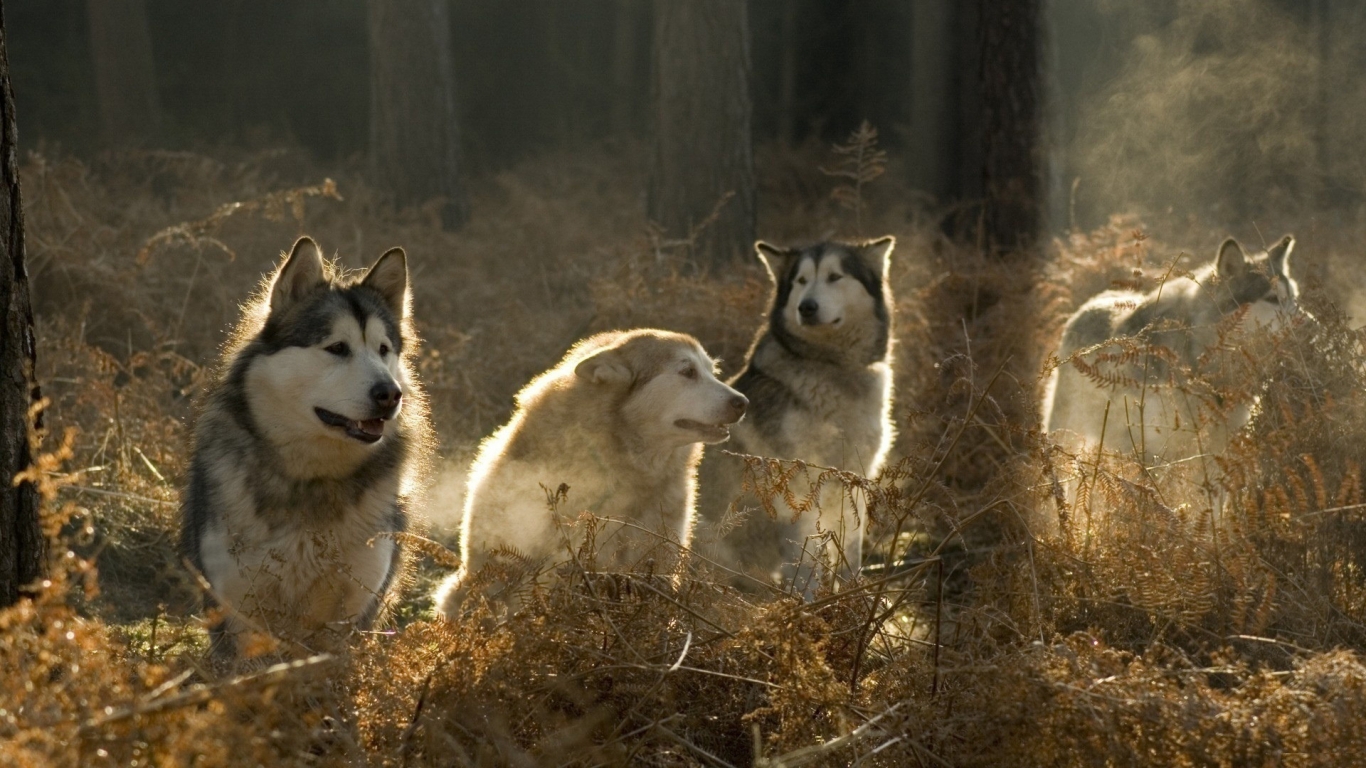Malamutes Pack for 1366 x 768 HDTV resolution