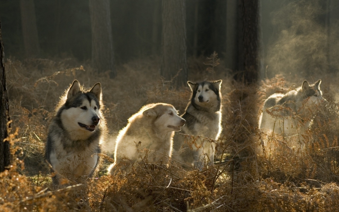 Malamutes Pack for 1440 x 900 widescreen resolution