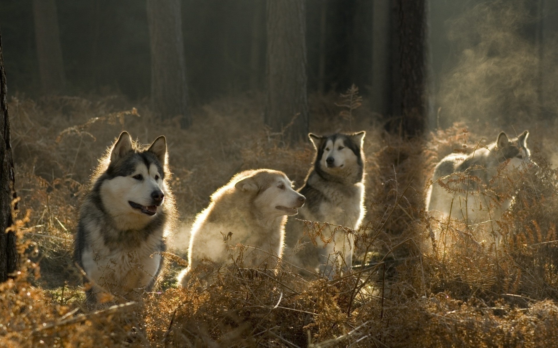 Malamutes Pack for 1920 x 1200 widescreen resolution
