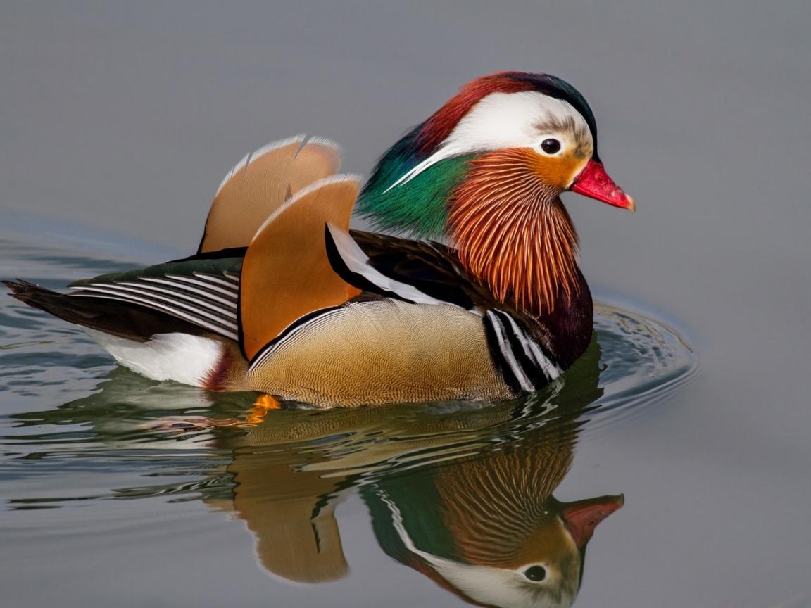 Mandarin Duck for 1152 x 864 resolution