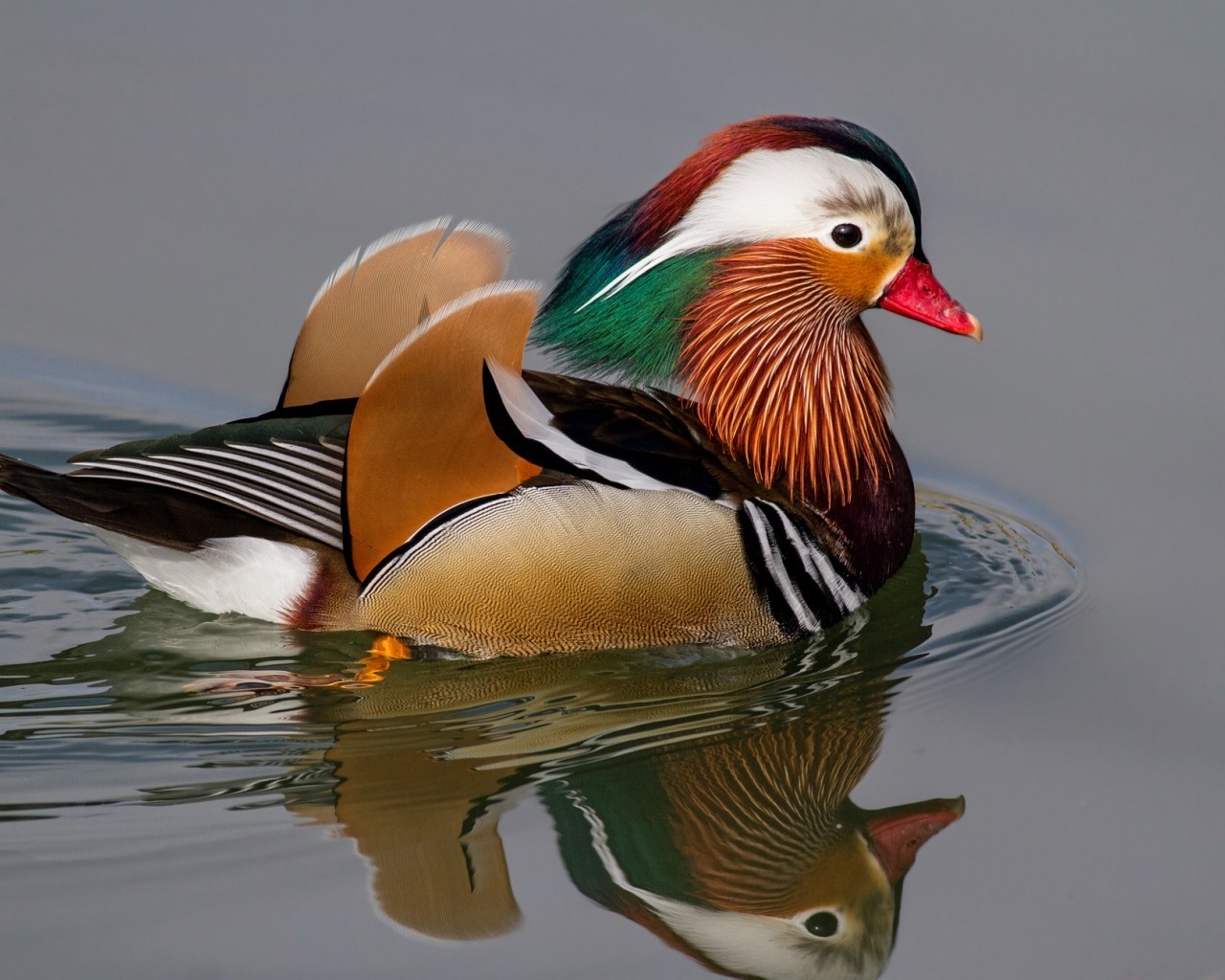 Mandarin Duck for 1280 x 1024 resolution