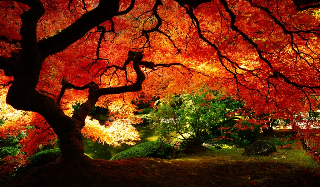 Maple in Autumn for 1024 x 600 widescreen resolution