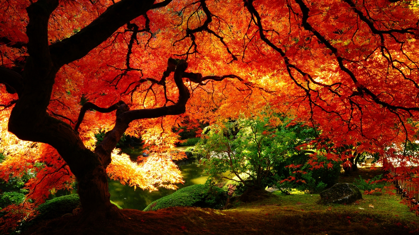 Maple in Autumn for 1366 x 768 HDTV resolution