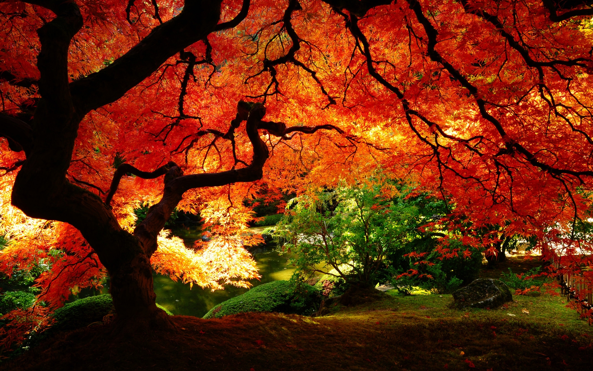 Maple in Autumn for 1920 x 1200 widescreen resolution