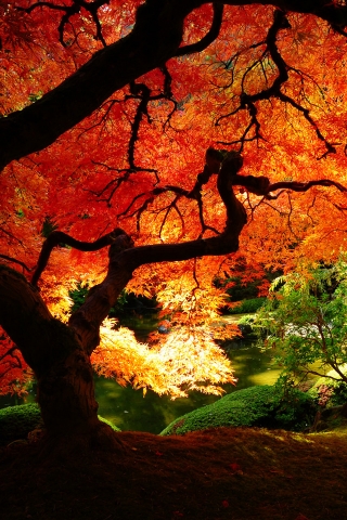 Maple in Autumn for 320 x 480 iPhone resolution
