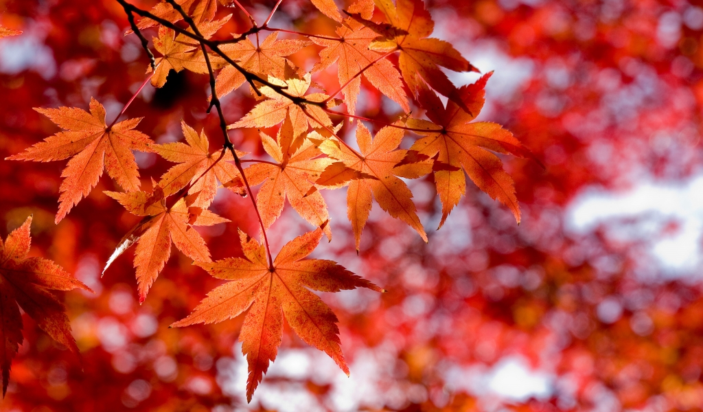 Maple Leaves for 1024 x 600 widescreen resolution