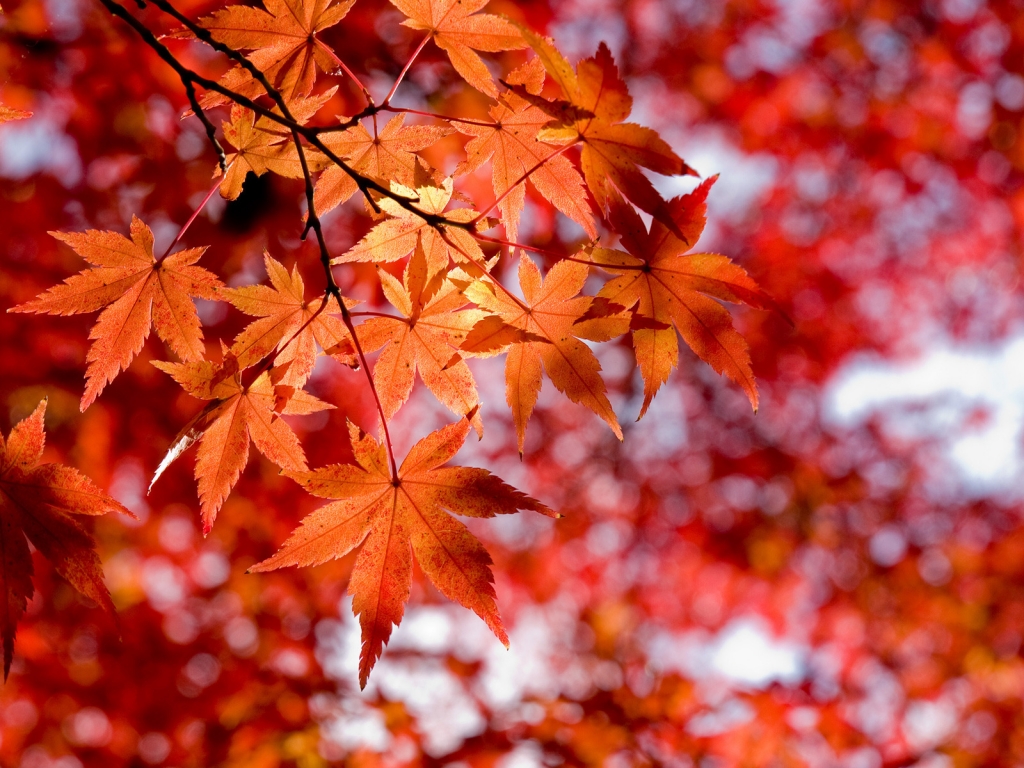 Maple Leaves for 1024 x 768 resolution