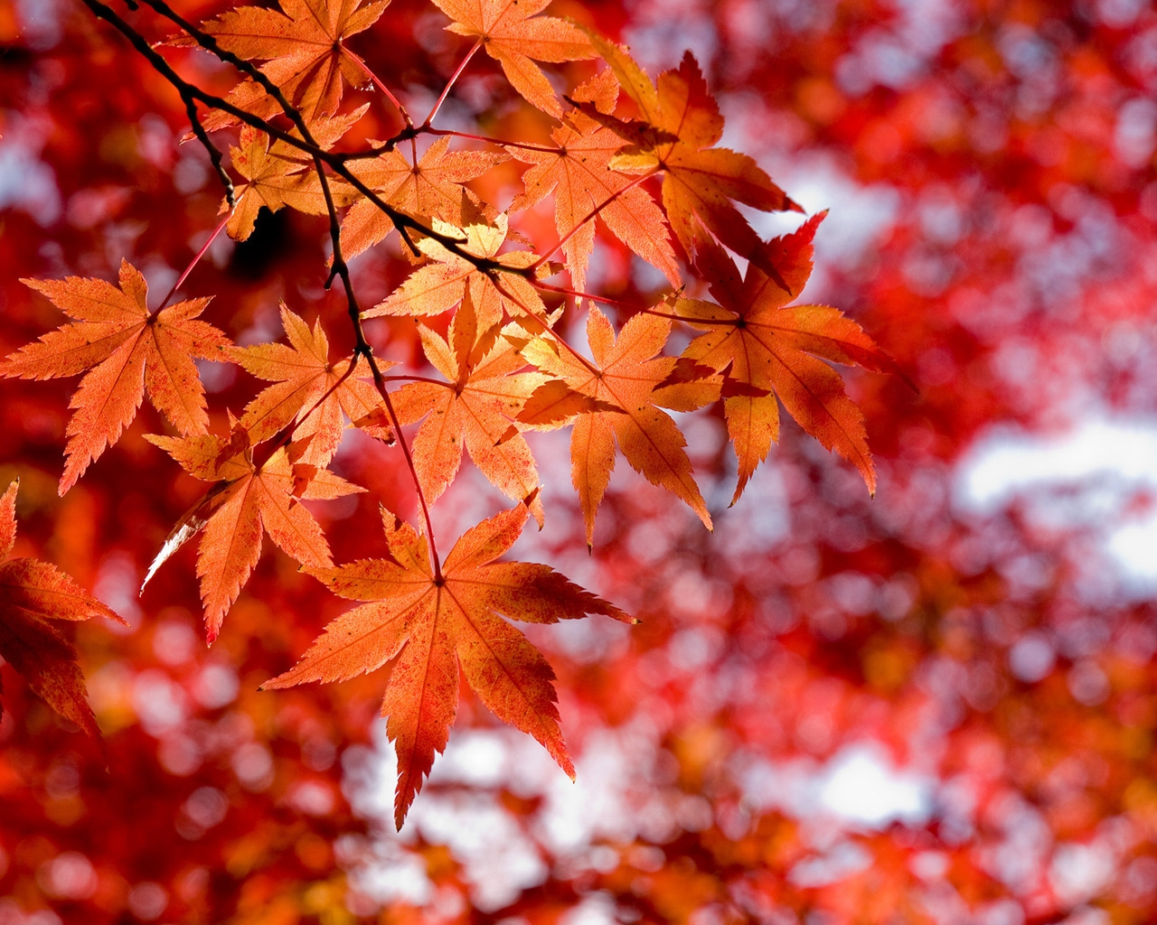 Maple Leaves for 1280 x 1024 resolution