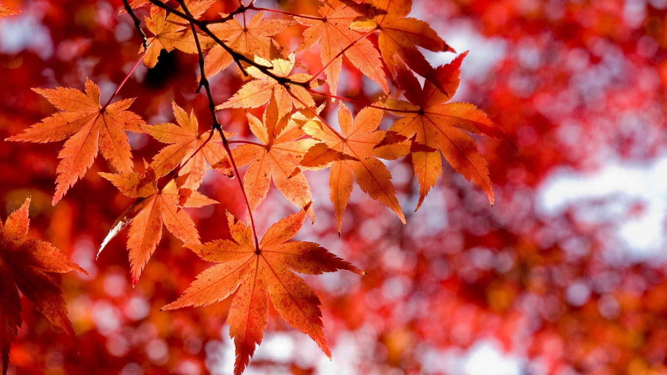 Maple Leaves for 1366 x 768 HDTV resolution