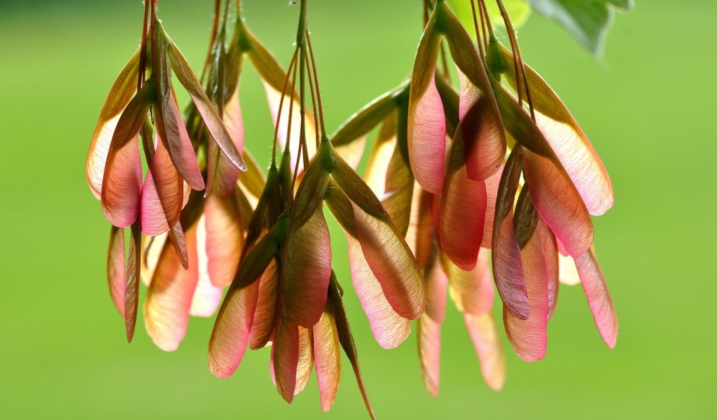 Maple Seeds for 1024 x 600 widescreen resolution