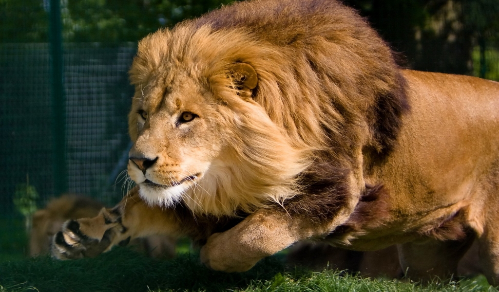 Mature Lion for 1024 x 600 widescreen resolution