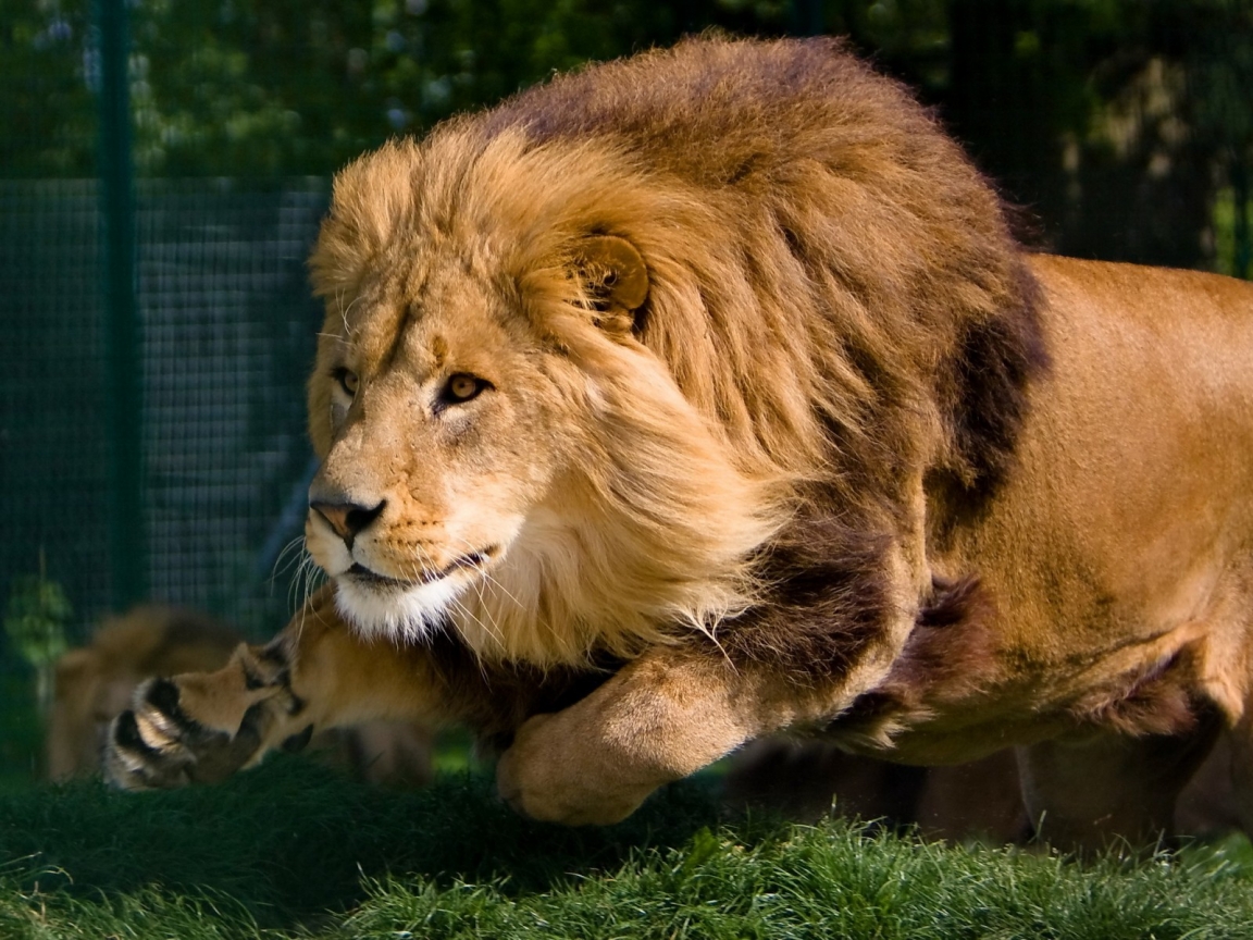 Mature Lion for 1152 x 864 resolution