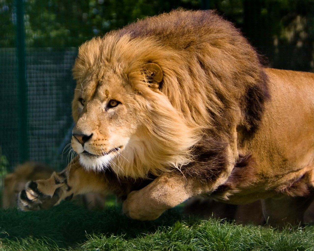 Mature Lion for 1280 x 1024 resolution