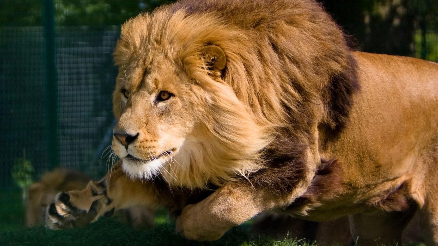 Mature Lion for 1680 x 945 HDTV resolution