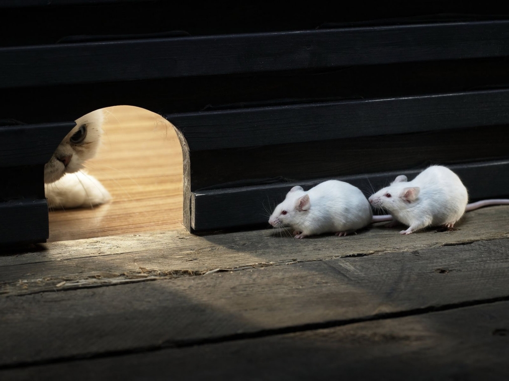 Mice and Cat for 1024 x 768 resolution