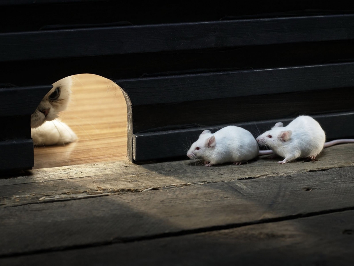 Mice and Cat for 1152 x 864 resolution