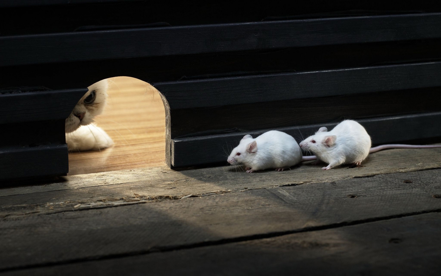 Mice and Cat for 1440 x 900 widescreen resolution