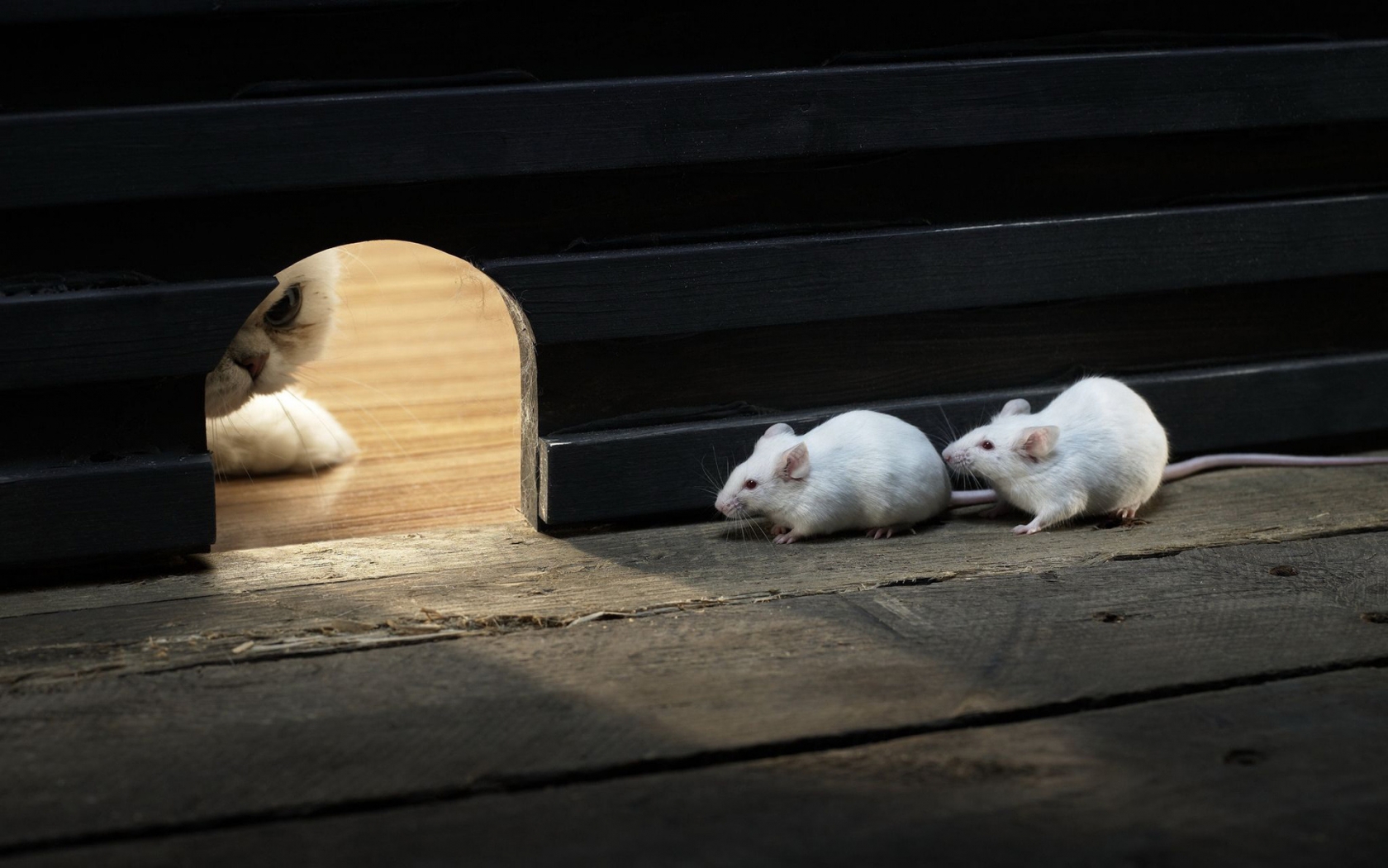 Mice and Cat for 1680 x 1050 widescreen resolution