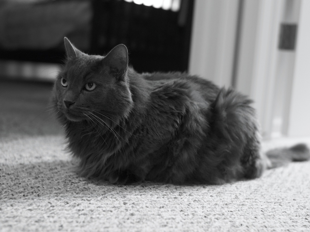 Monochrome Nebelung Cat for 1024 x 768 resolution