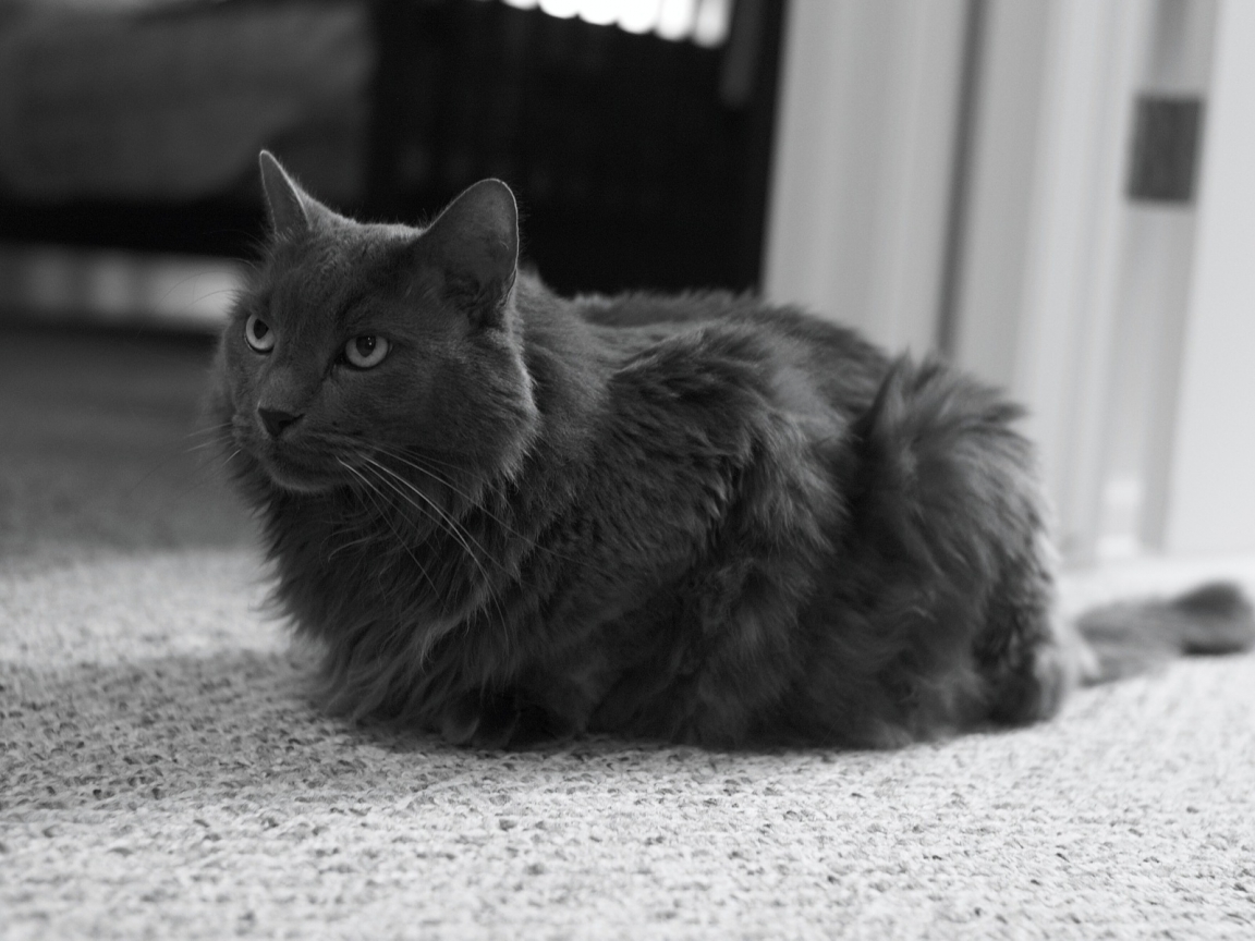 Monochrome Nebelung Cat for 1152 x 864 resolution