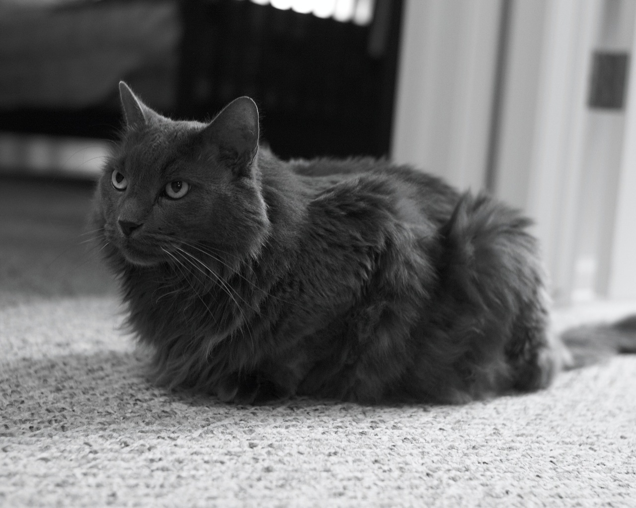 Monochrome Nebelung Cat for 1280 x 1024 resolution
