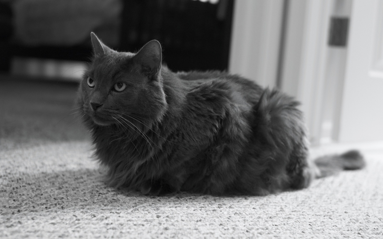 Monochrome Nebelung Cat for 1280 x 800 widescreen resolution