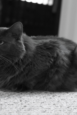 Monochrome Nebelung Cat for 320 x 480 iPhone resolution