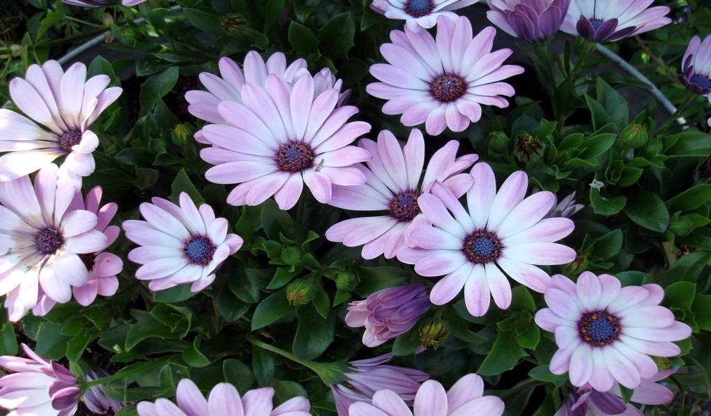More Beautiful Flowers for 1024 x 600 widescreen resolution