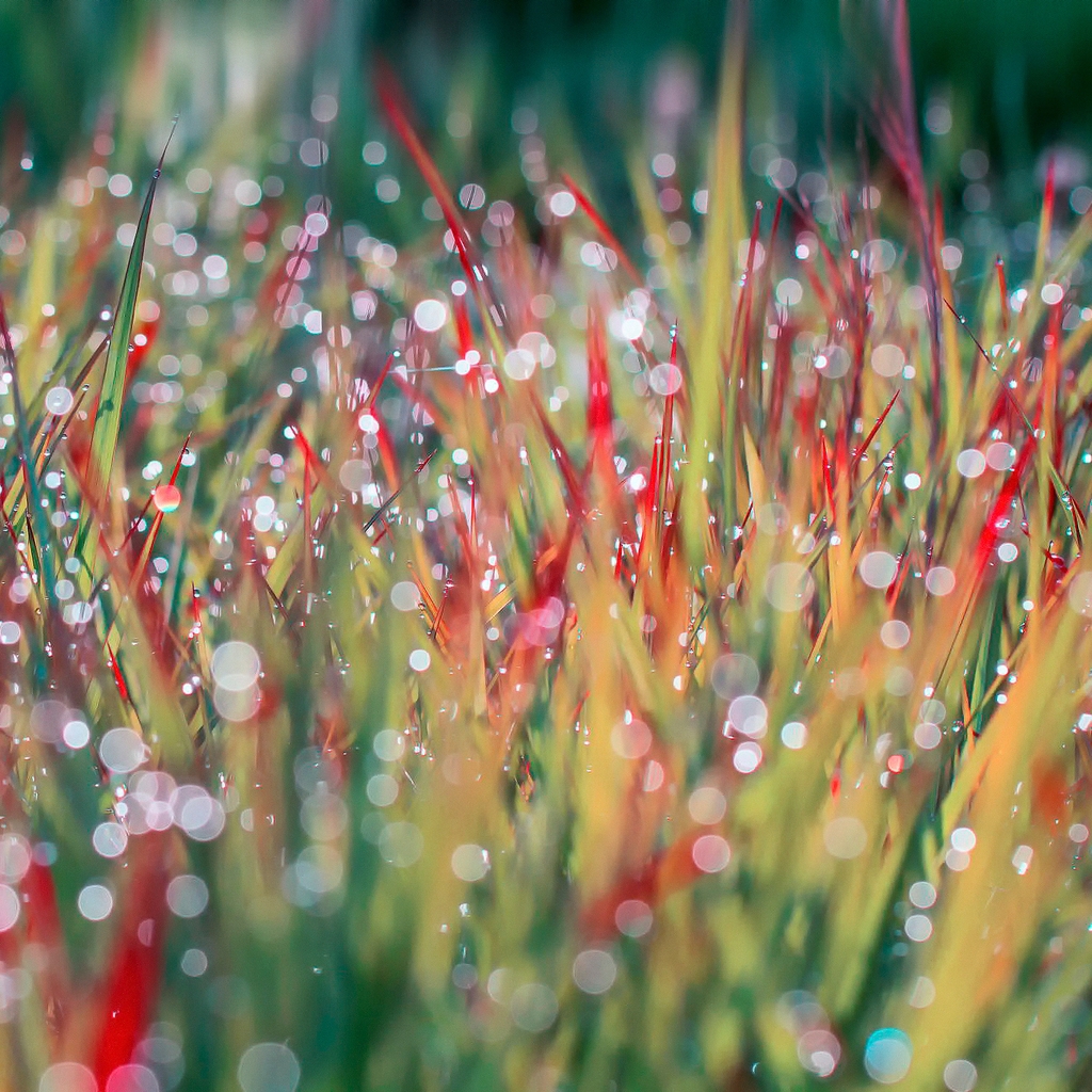 Morning Dew on Grass for 1024 x 1024 iPad resolution
