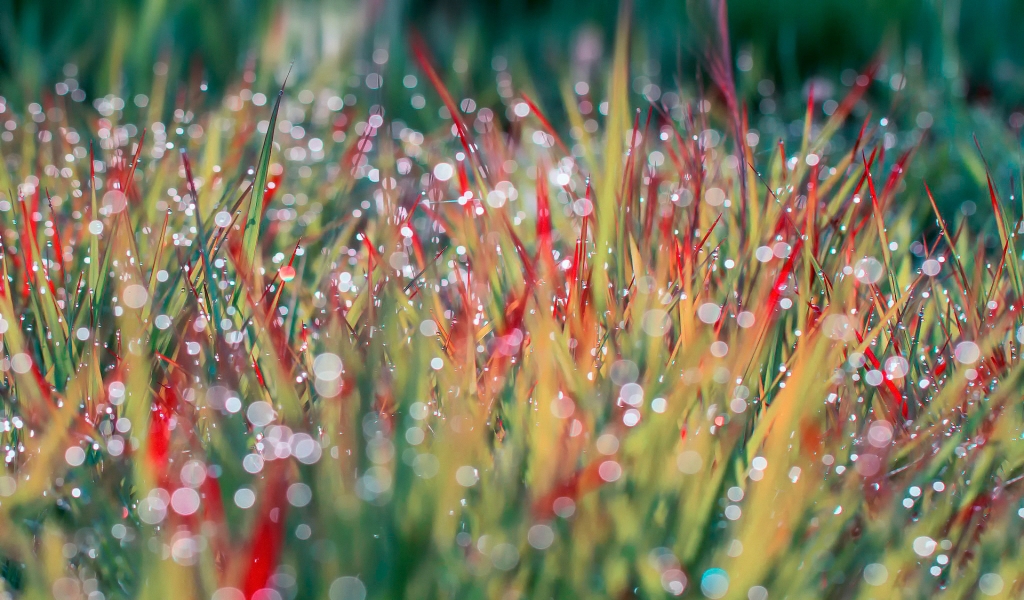 Morning Dew on Grass for 1024 x 600 widescreen resolution