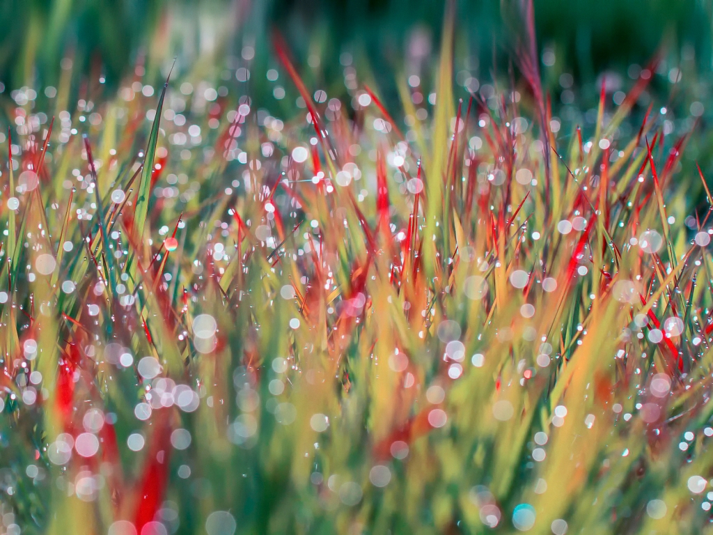 Morning Dew on Grass for 1024 x 768 resolution