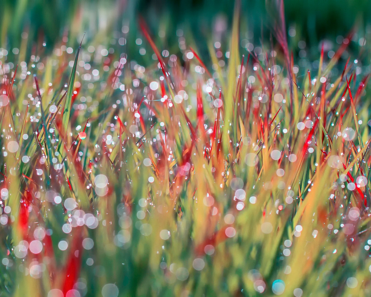 Morning Dew on Grass for 1280 x 1024 resolution