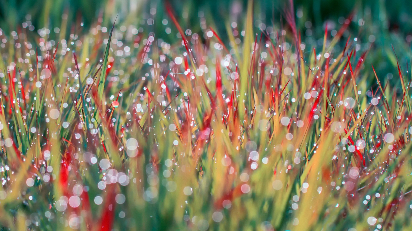 Morning Dew on Grass for 1366 x 768 HDTV resolution