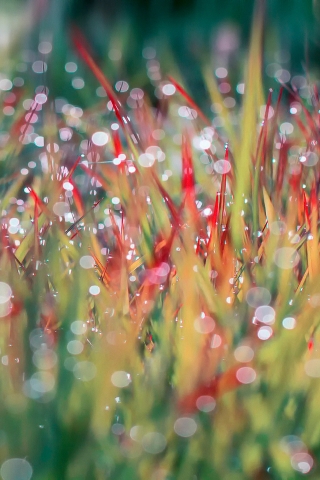 Morning Dew on Grass for 320 x 480 iPhone resolution