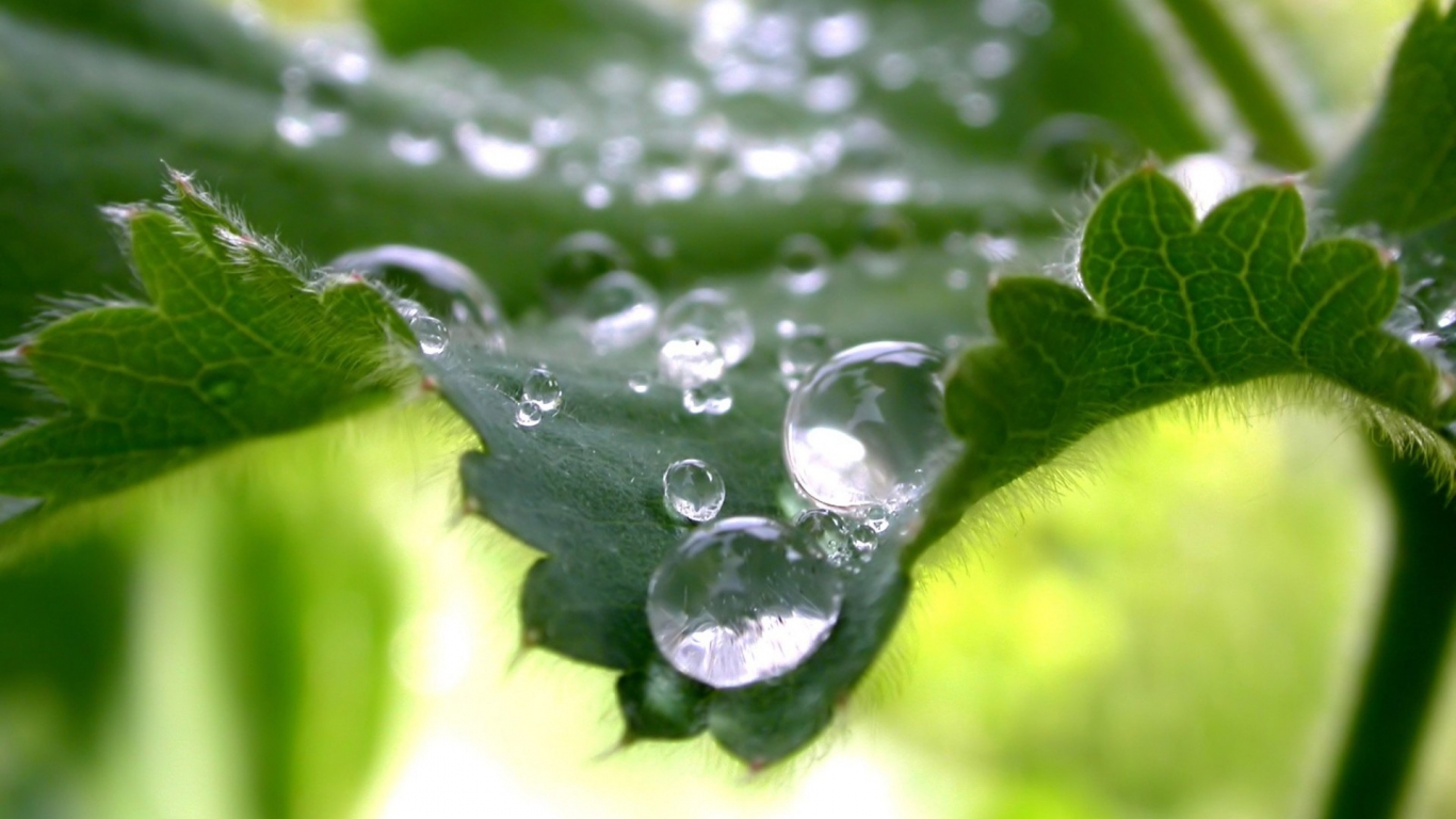 Morning water drops for 1366 x 768 HDTV resolution