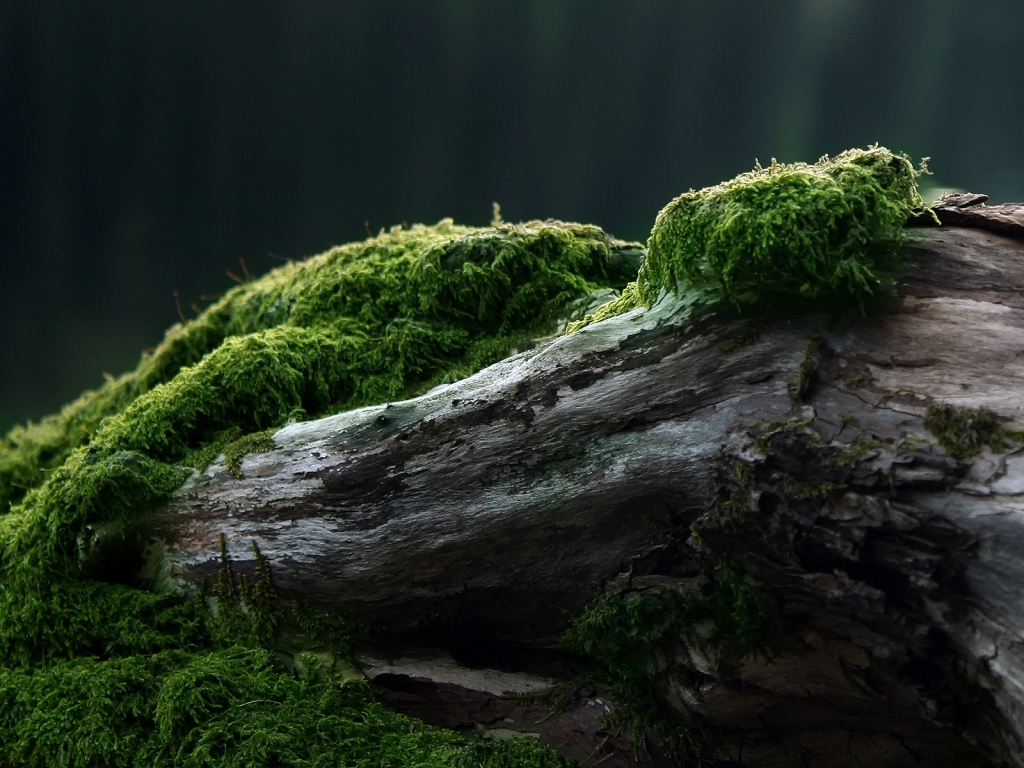 Moss for 1024 x 768 resolution