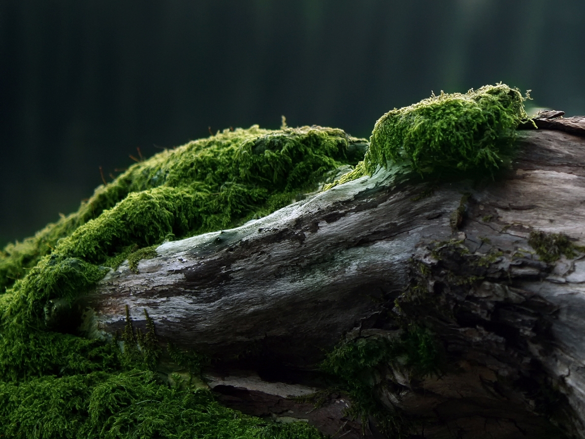 Moss for 1152 x 864 resolution