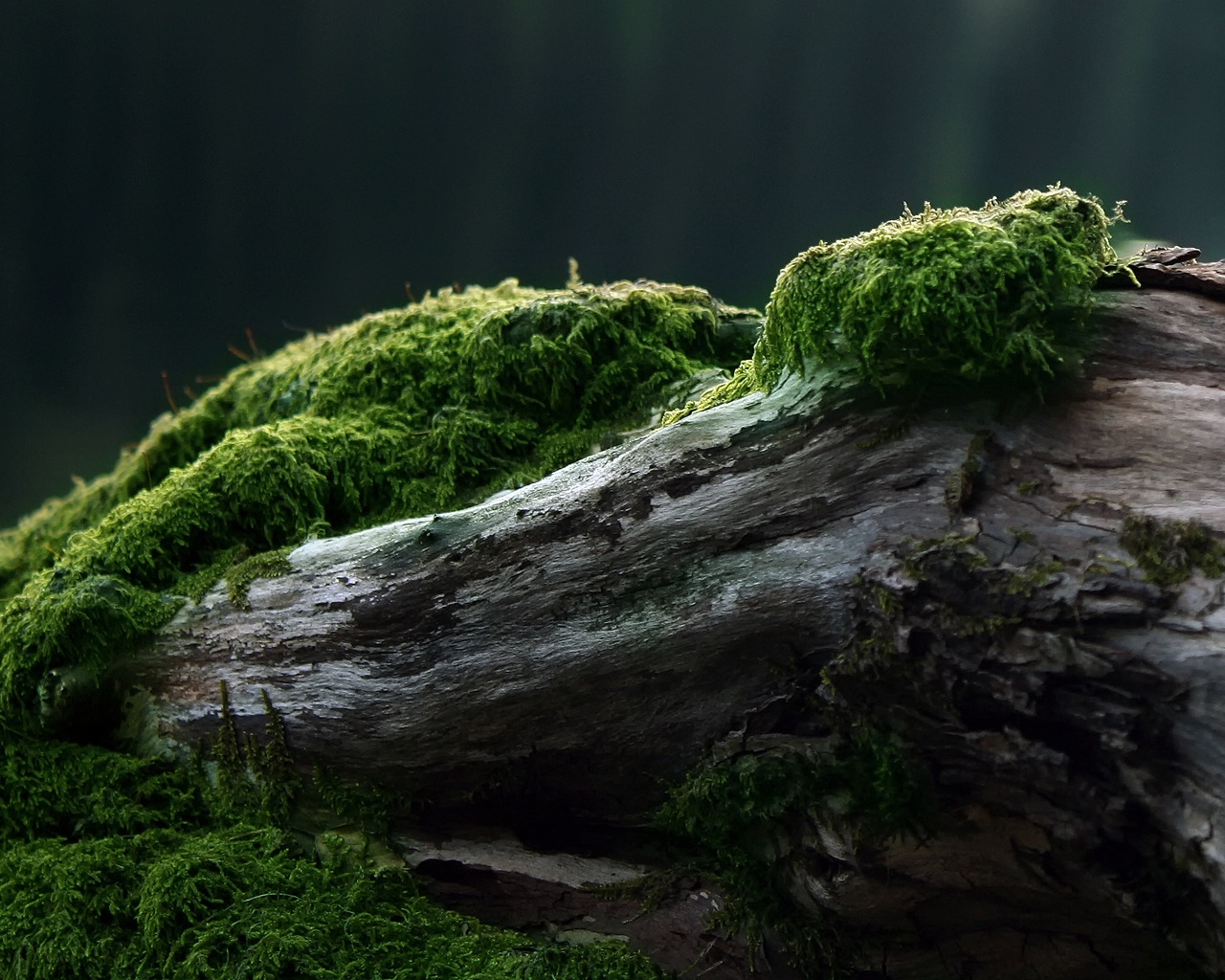 Moss for 1280 x 1024 resolution