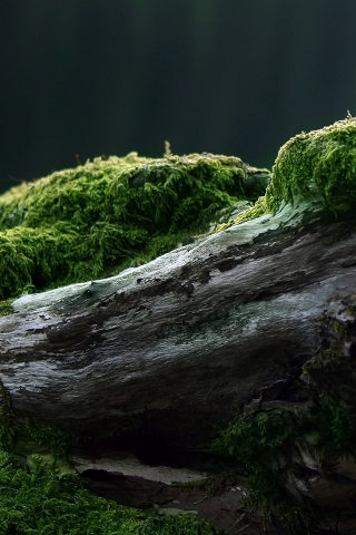 Moss for 320 x 480 iPhone resolution