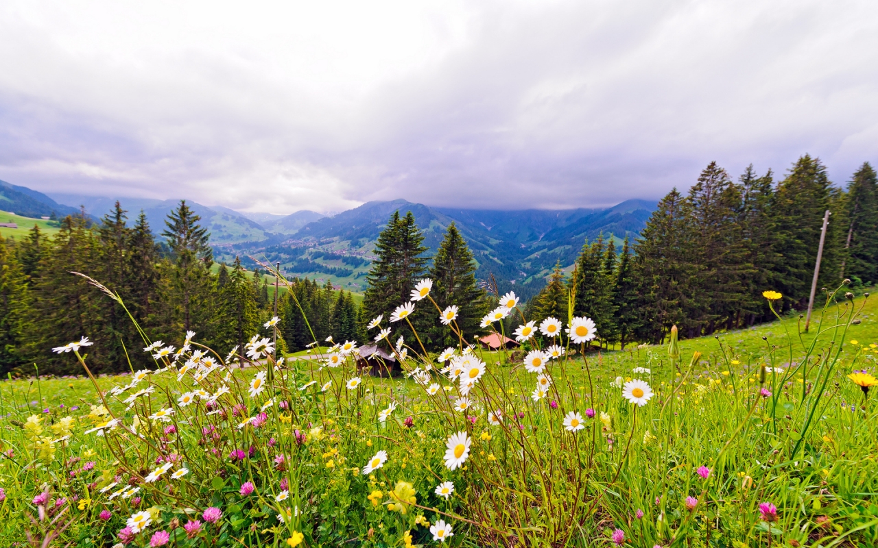 Mountain Spring Flowers for 1280 x 800 widescreen resolution