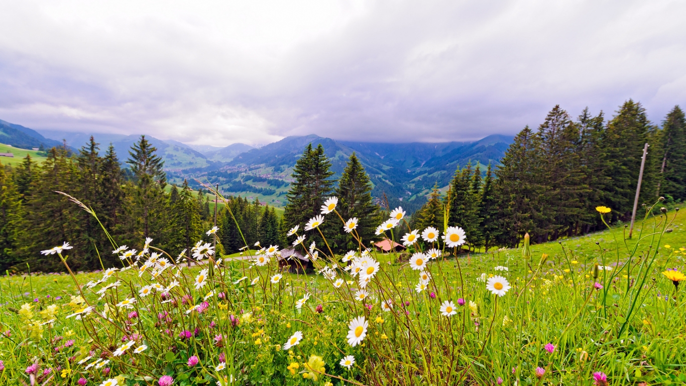 Mountain Spring Flowers for 1366 x 768 HDTV resolution