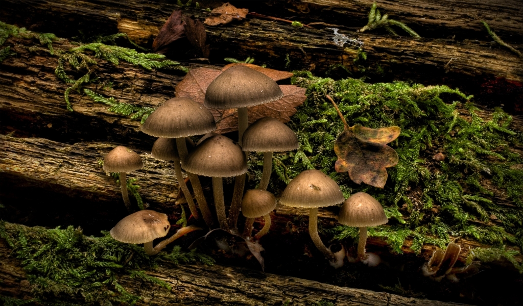 Mushrooms for 1024 x 600 widescreen resolution