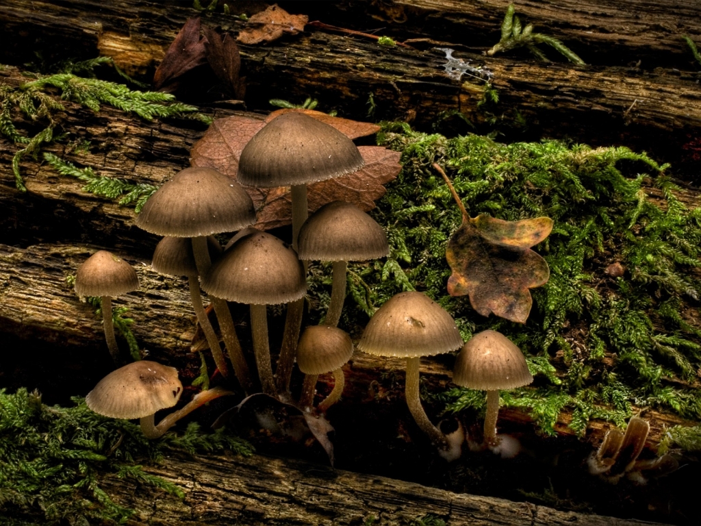 Mushrooms for 1024 x 768 resolution